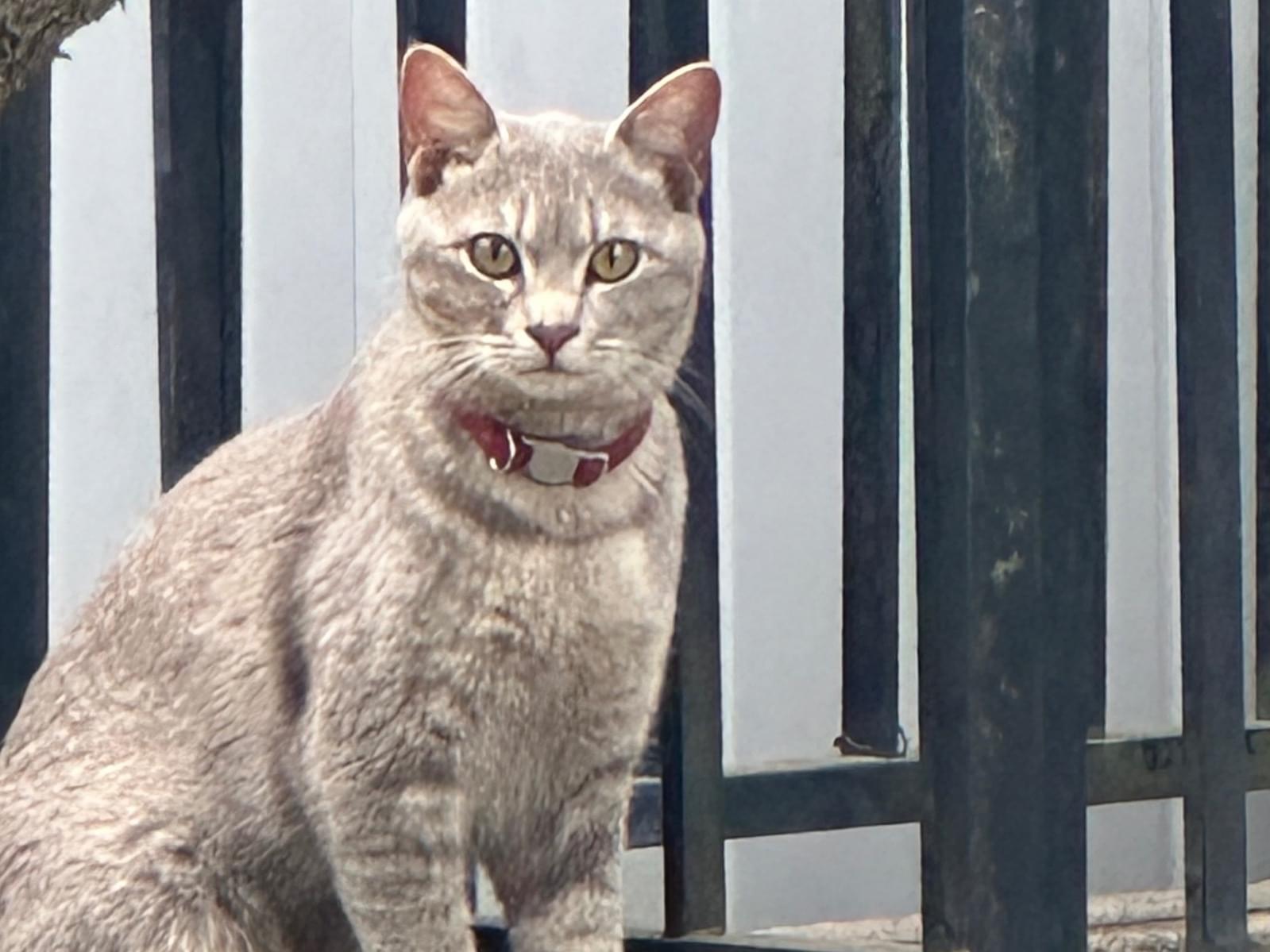 目撃された猫 目撃された猫