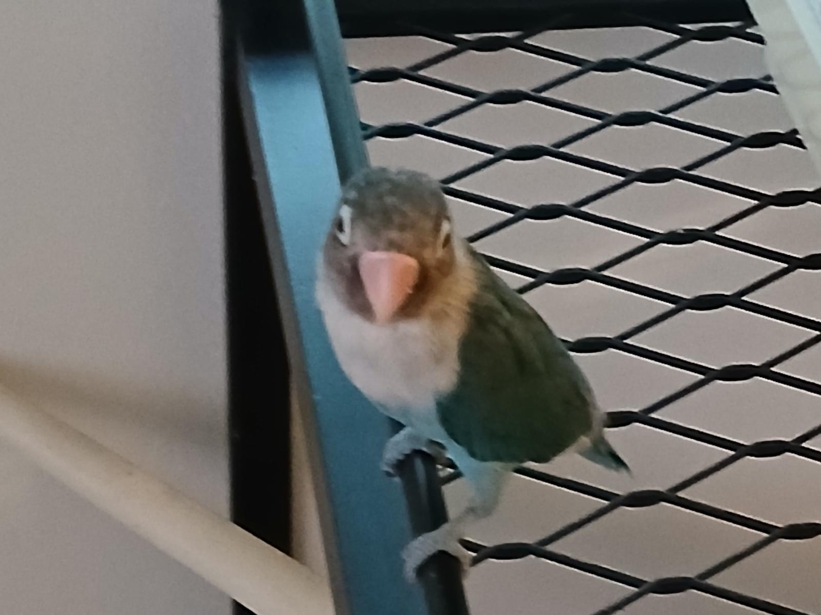 あおちゃん あおちゃん
