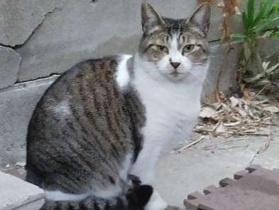 ジュースちゃん