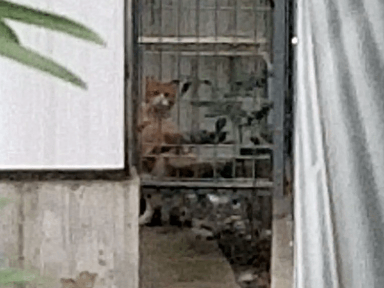 目撃された猫 目撃された猫
