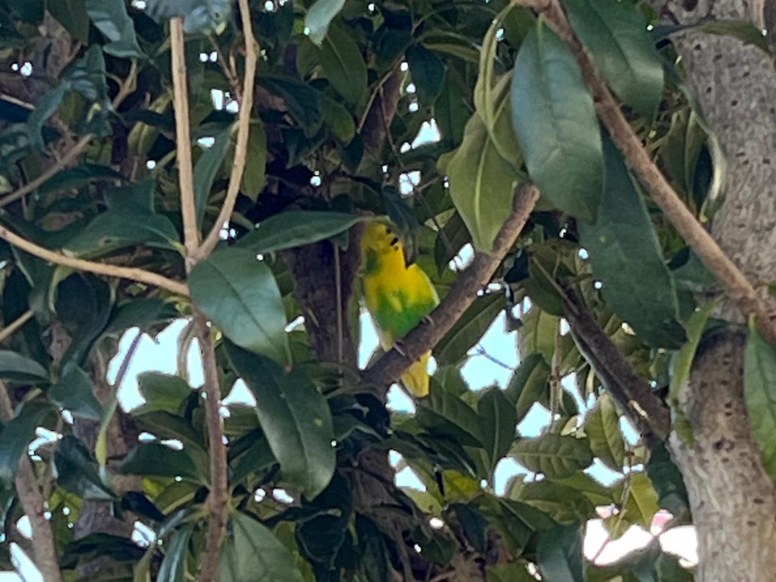 目撃された鳥 目撃された鳥