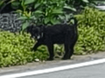 目撃された犬 目撃された犬