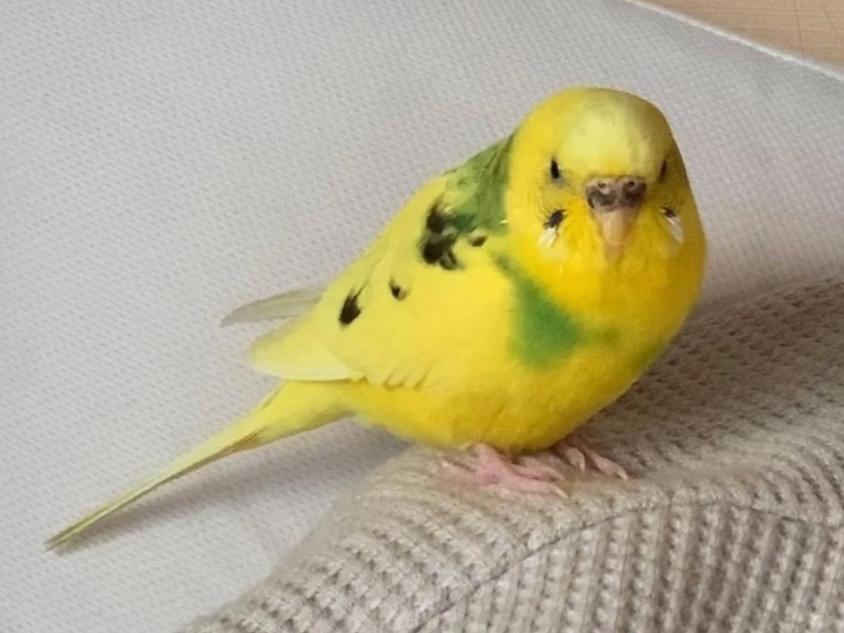 ふくちゃん ふくちゃん