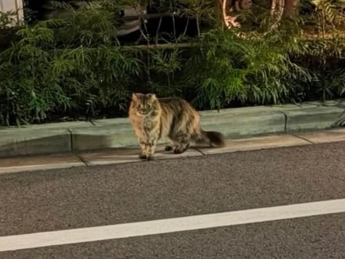 目撃された猫