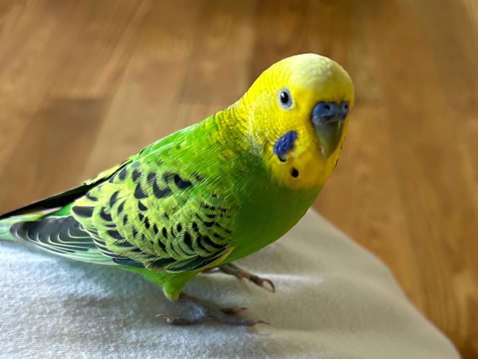 保護された鳥 保護された鳥