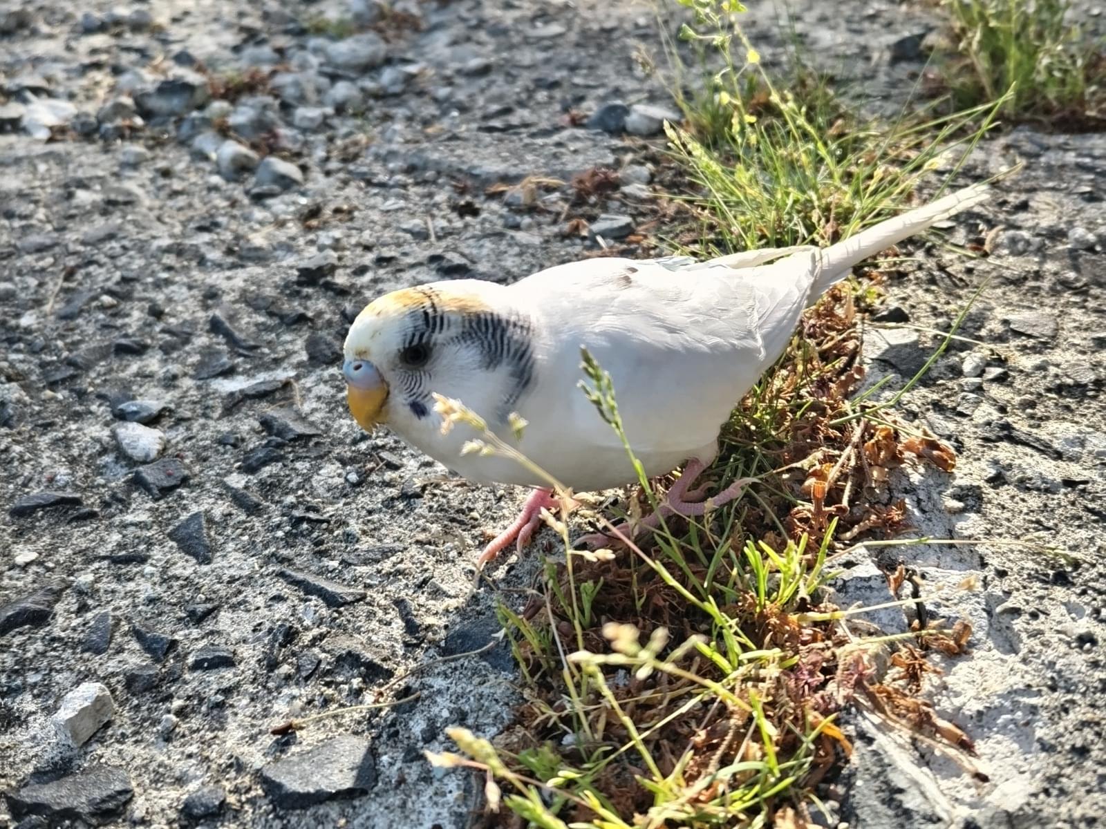 目撃された鳥 目撃された鳥