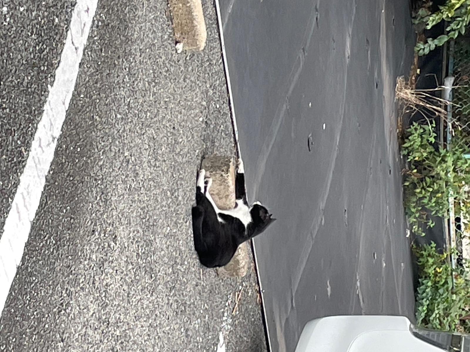 目撃された猫 目撃された猫
