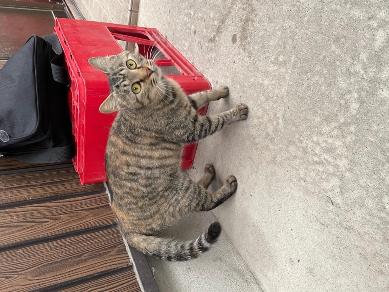 目撃された猫 目撃された猫
