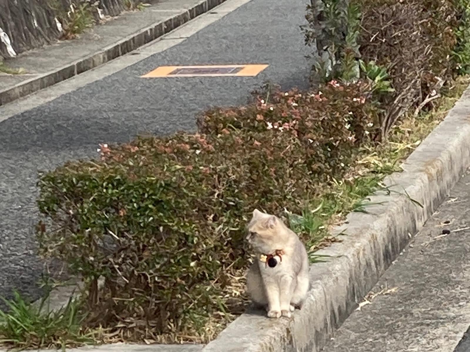 目撃された猫