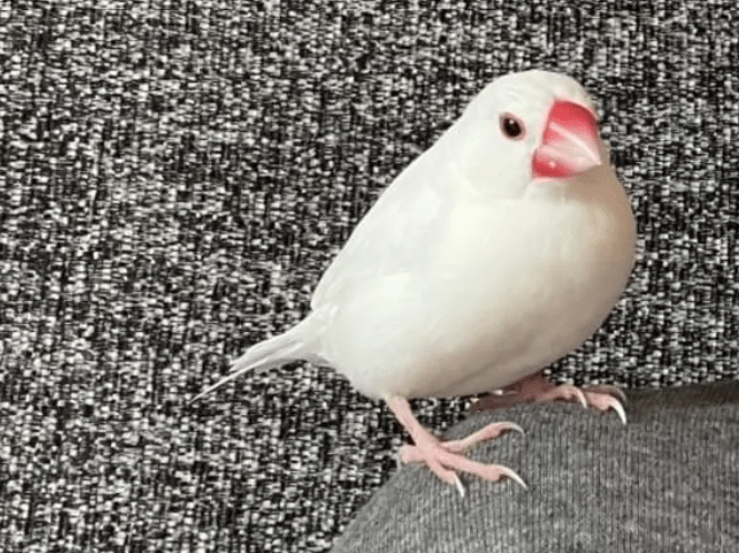 ぴーちゃん