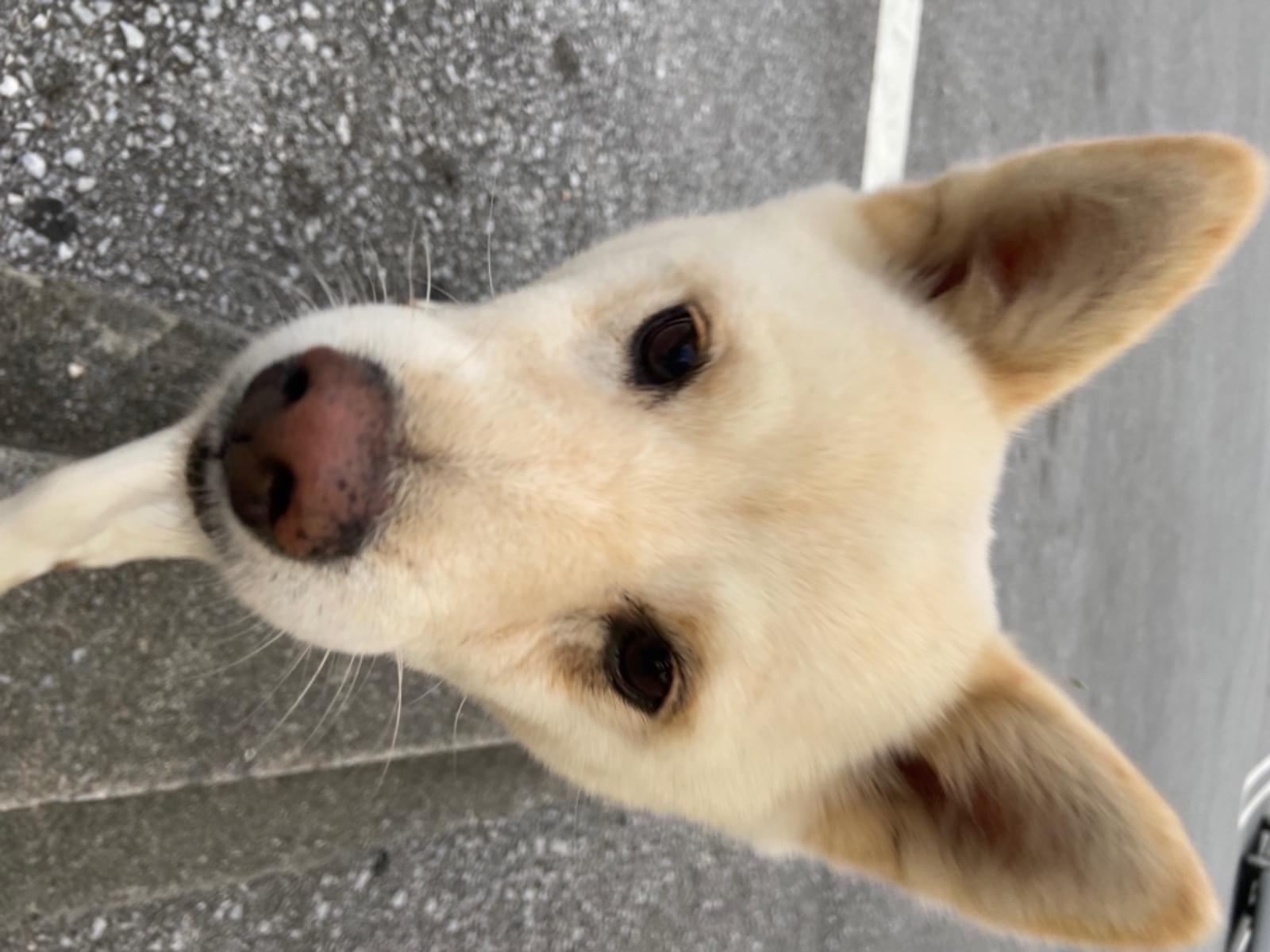 目撃された犬 目撃された犬