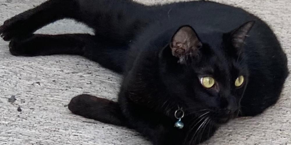 黒猫を探しています