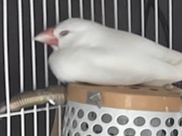 ピノちゃん ピノちゃん