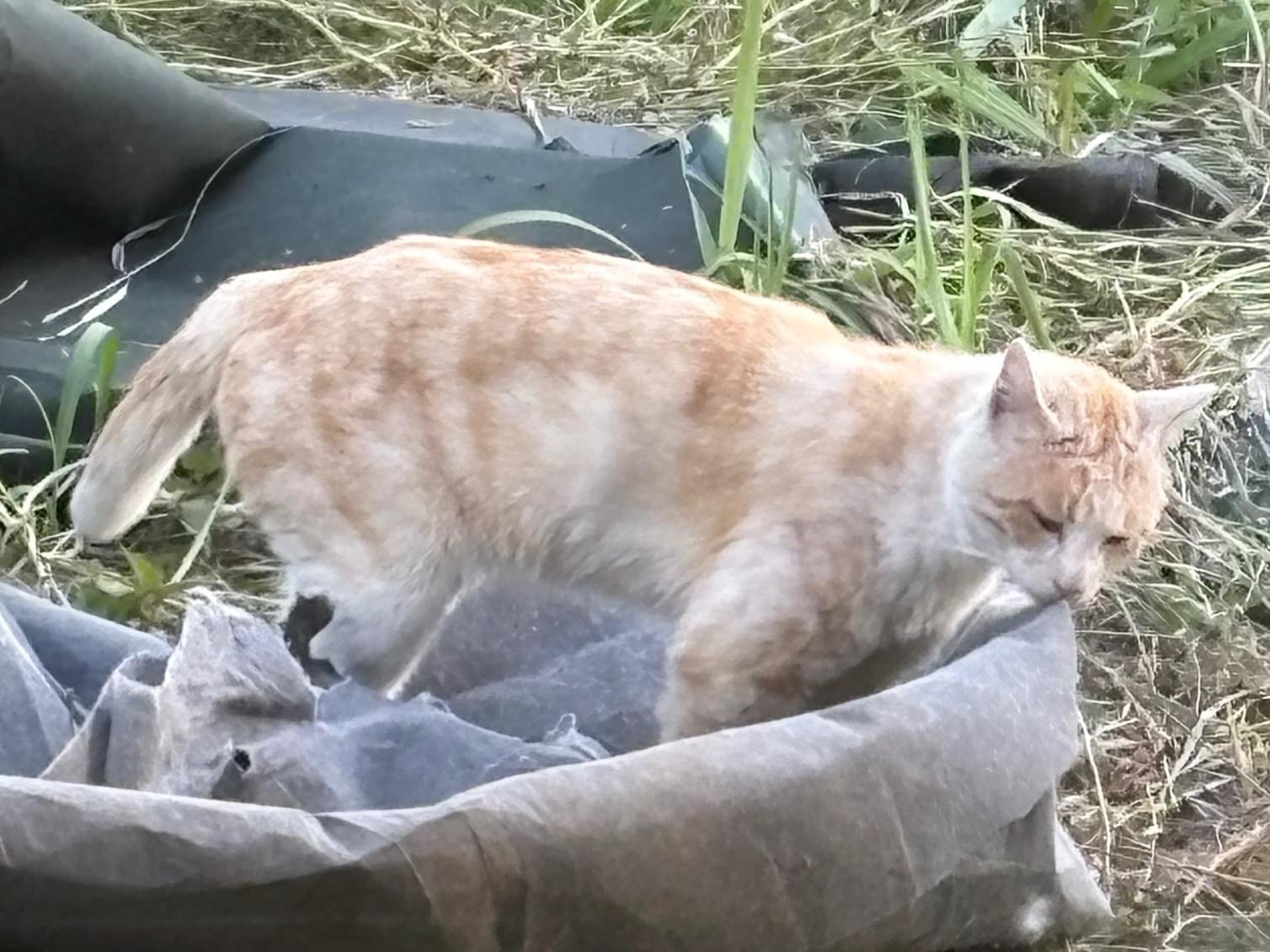 目撃された猫 目撃された猫