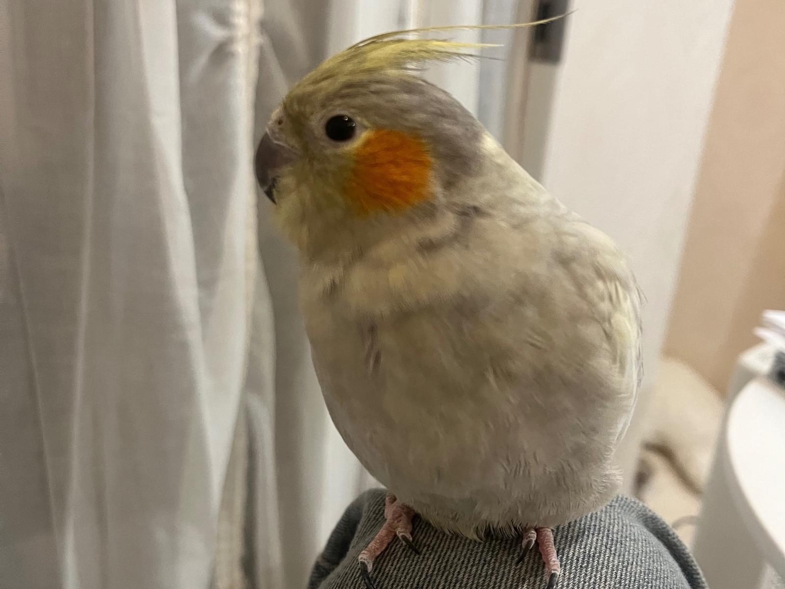 ティノちゃん ティノちゃん
