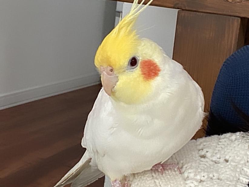 たまちゃん たまちゃん