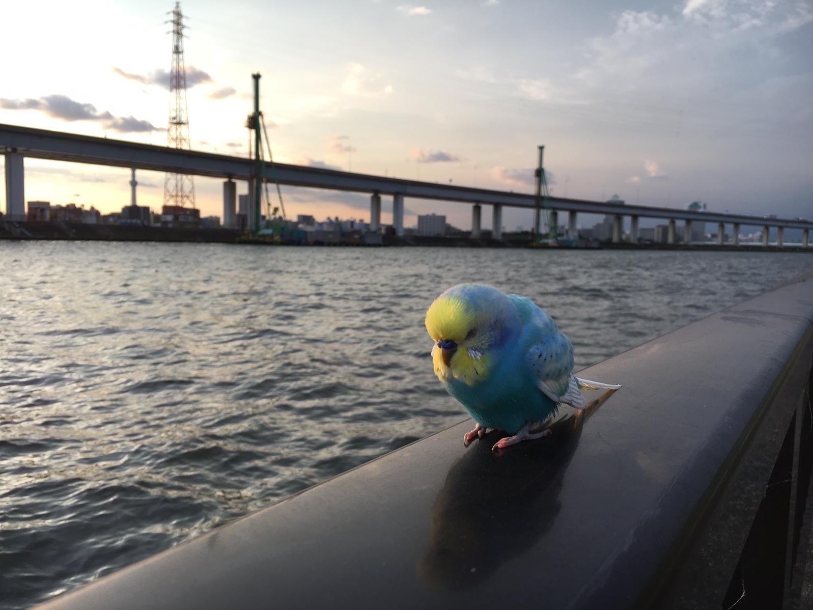 目撃された鳥 目撃された鳥