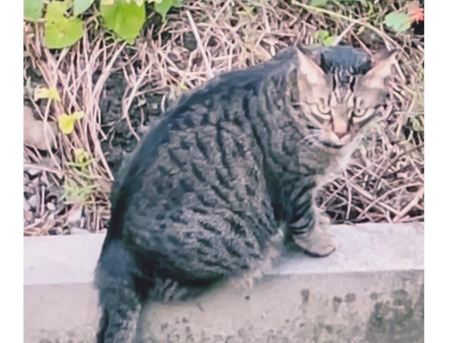 ここあちゃん ここあちゃん