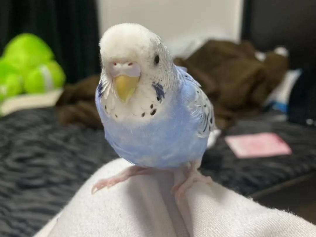 ととちゃん