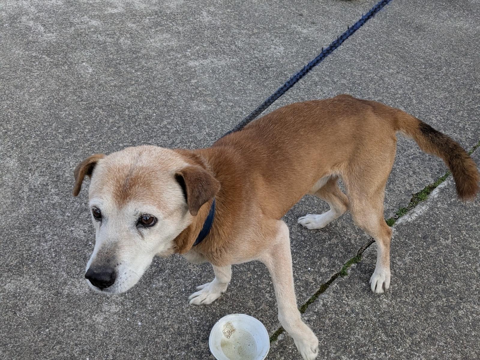 保護された犬 保護された犬