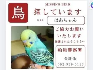 セキセイインコを探しています