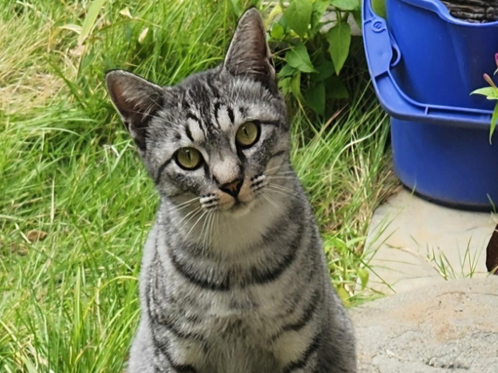 目撃された猫 目撃された猫