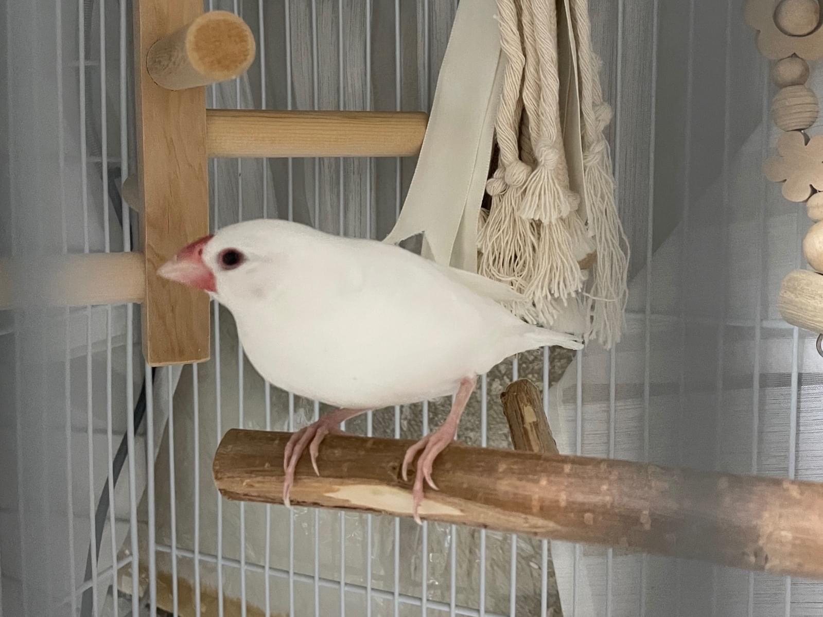 保護された鳥 保護された鳥