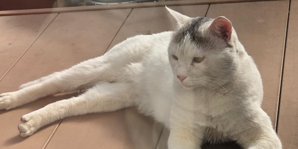 白猫ページです。 白猫プロジェクト NEW WORLD'S ネコミミくじ 2025 | MAGIC.くじ ONLINE