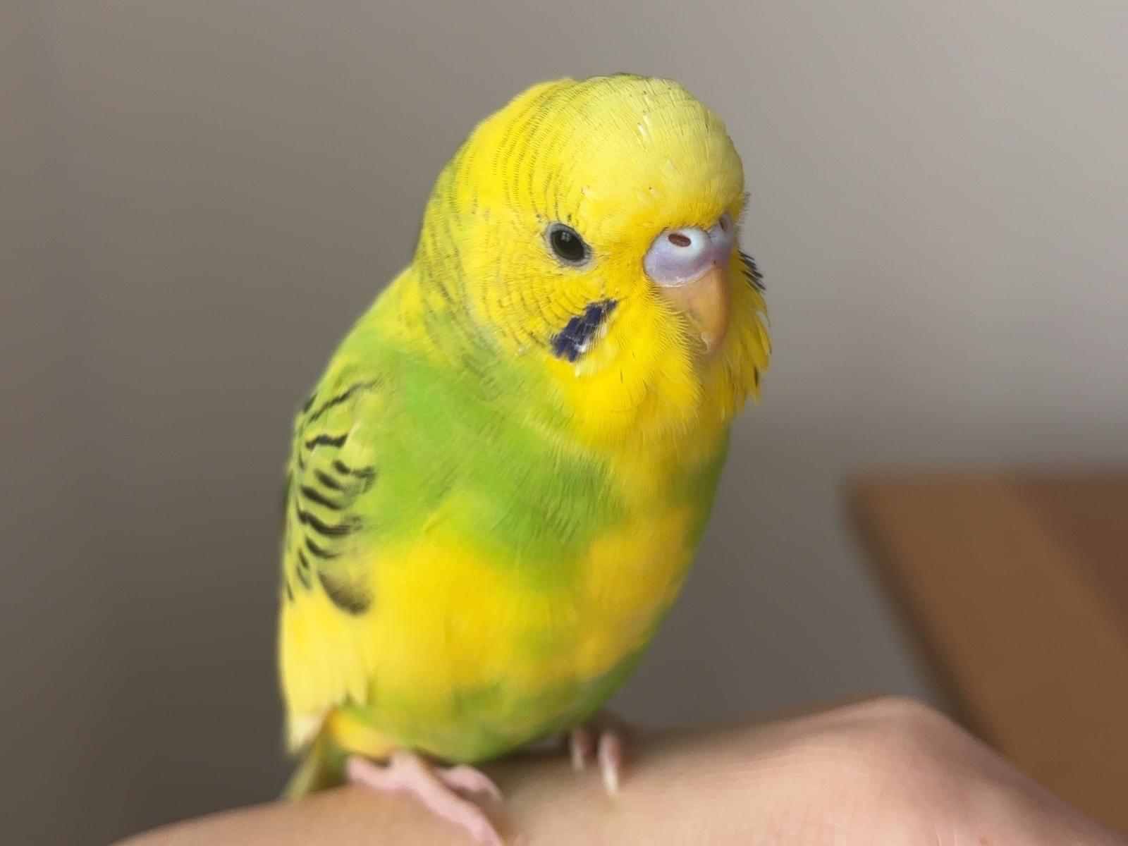 ライちゃん ライちゃん