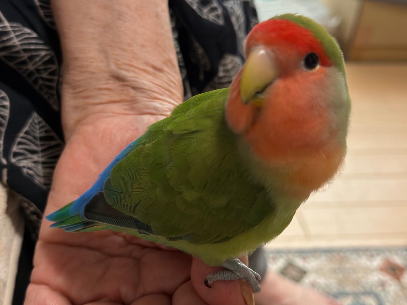 保護された鳥