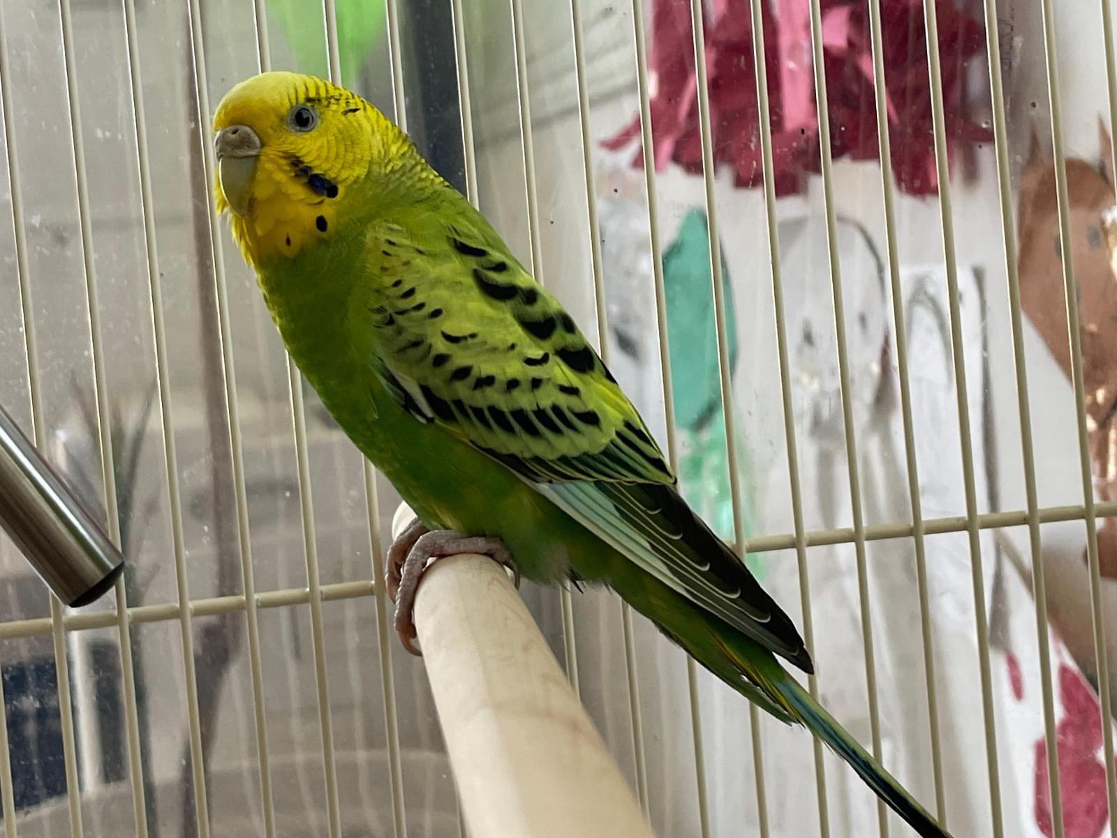保護された鳥 保護された鳥