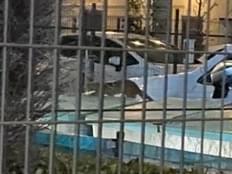 目撃されたペット 目撃されたペット