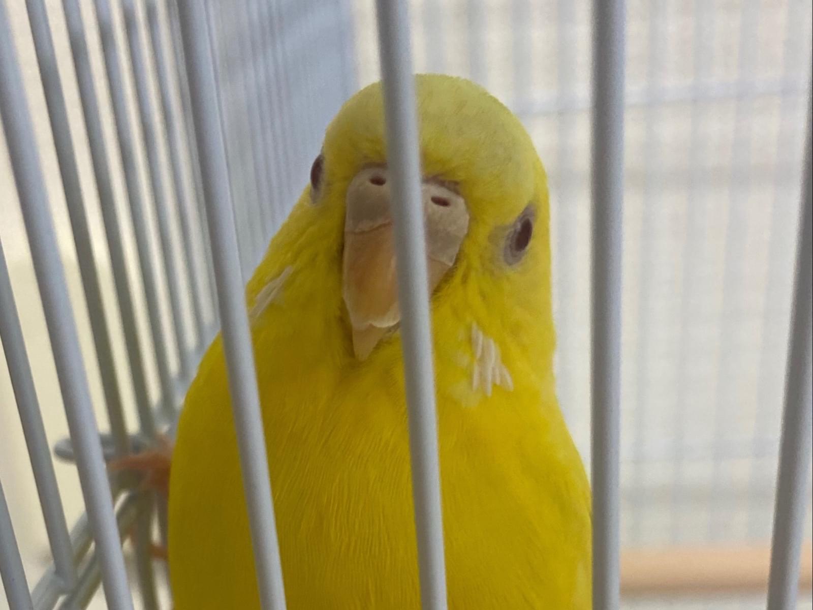保護された鳥 保護された鳥