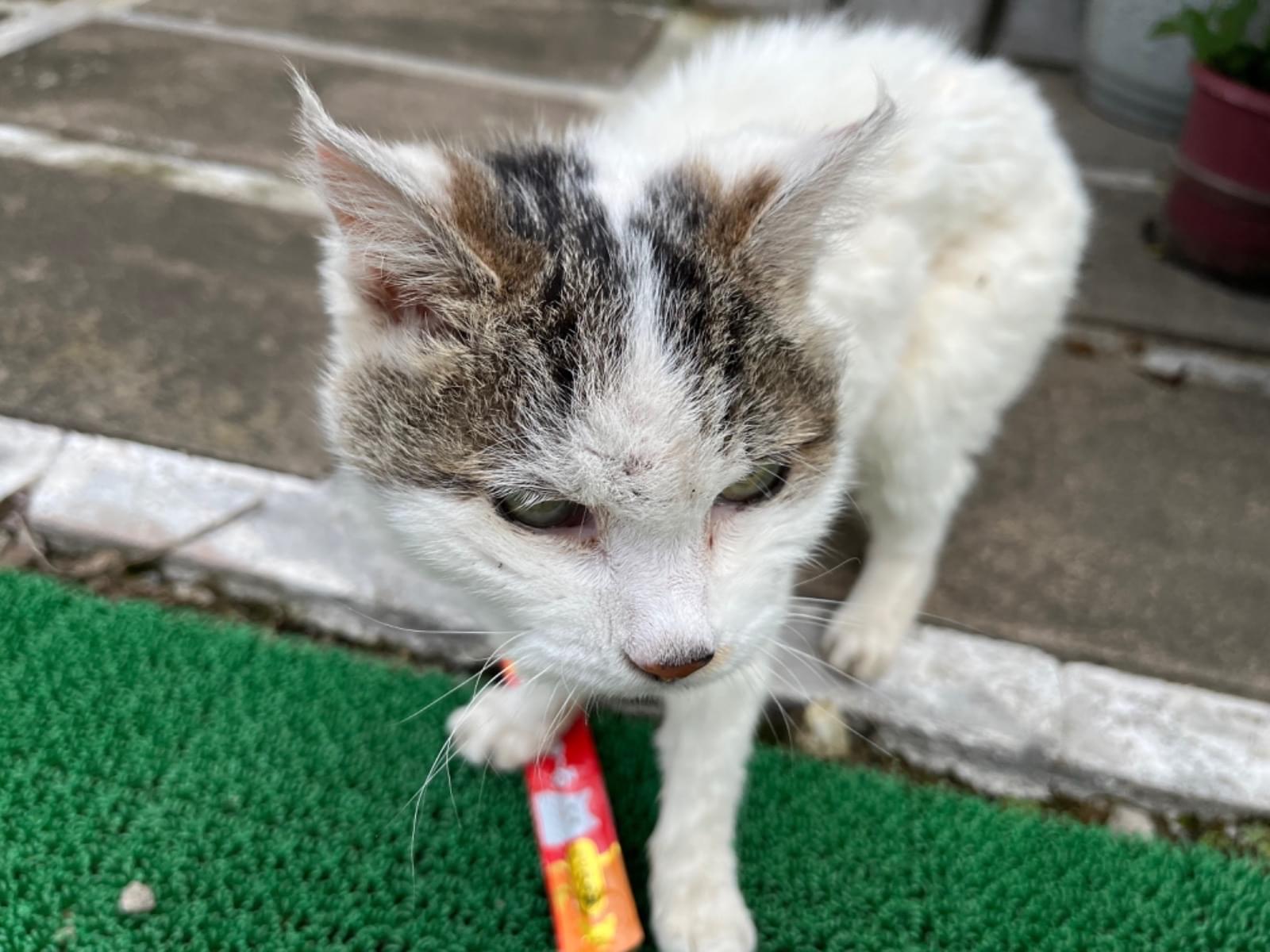 保護された猫 保護された猫