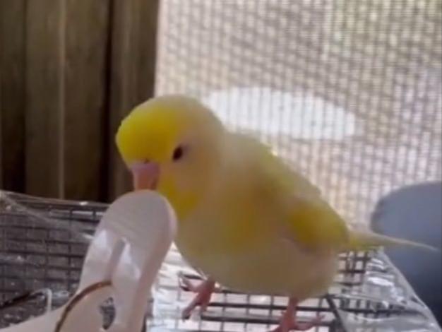イッペイちゃん イッペイちゃん