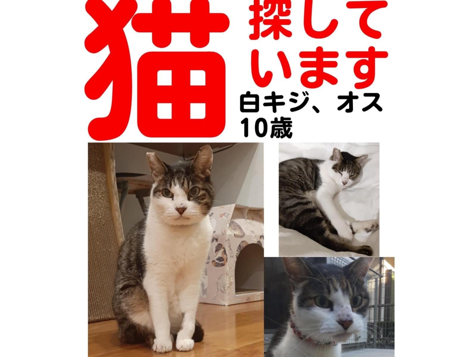 しんしんちゃん しんしんちゃん