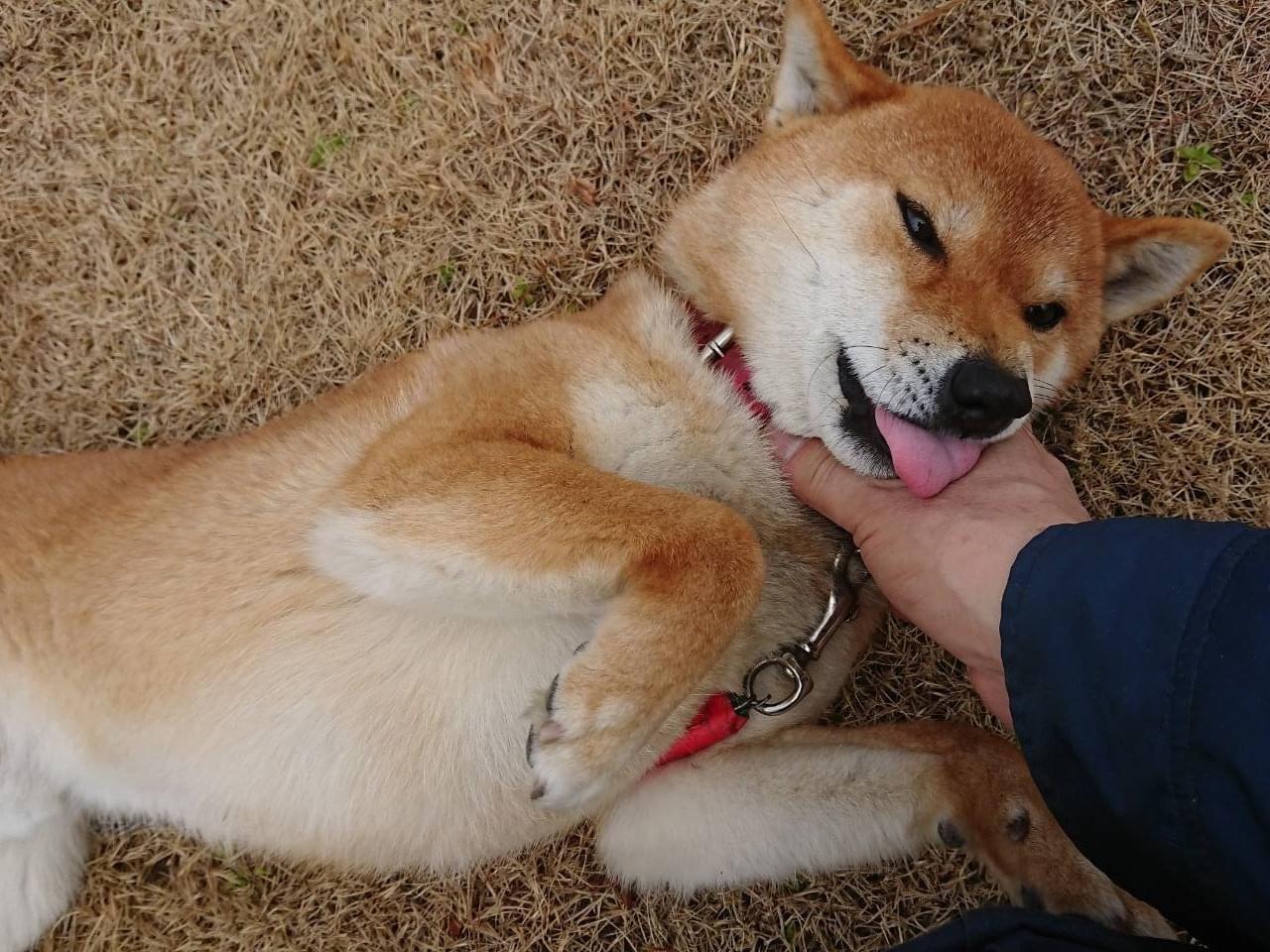 モコちゃん モコちゃん