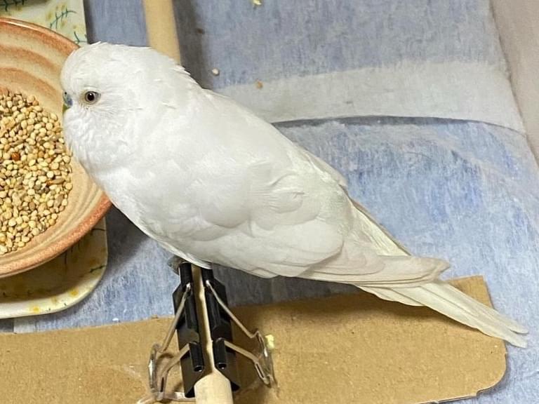 保護された鳥 保護された鳥