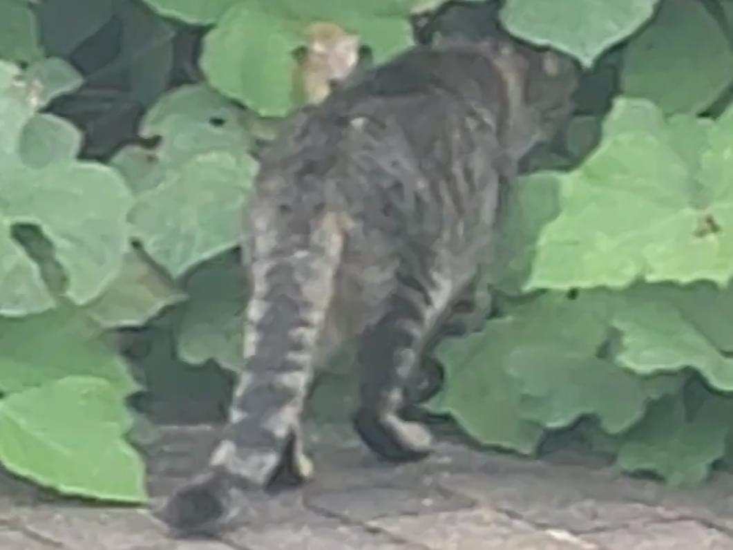 目撃された猫 目撃された猫