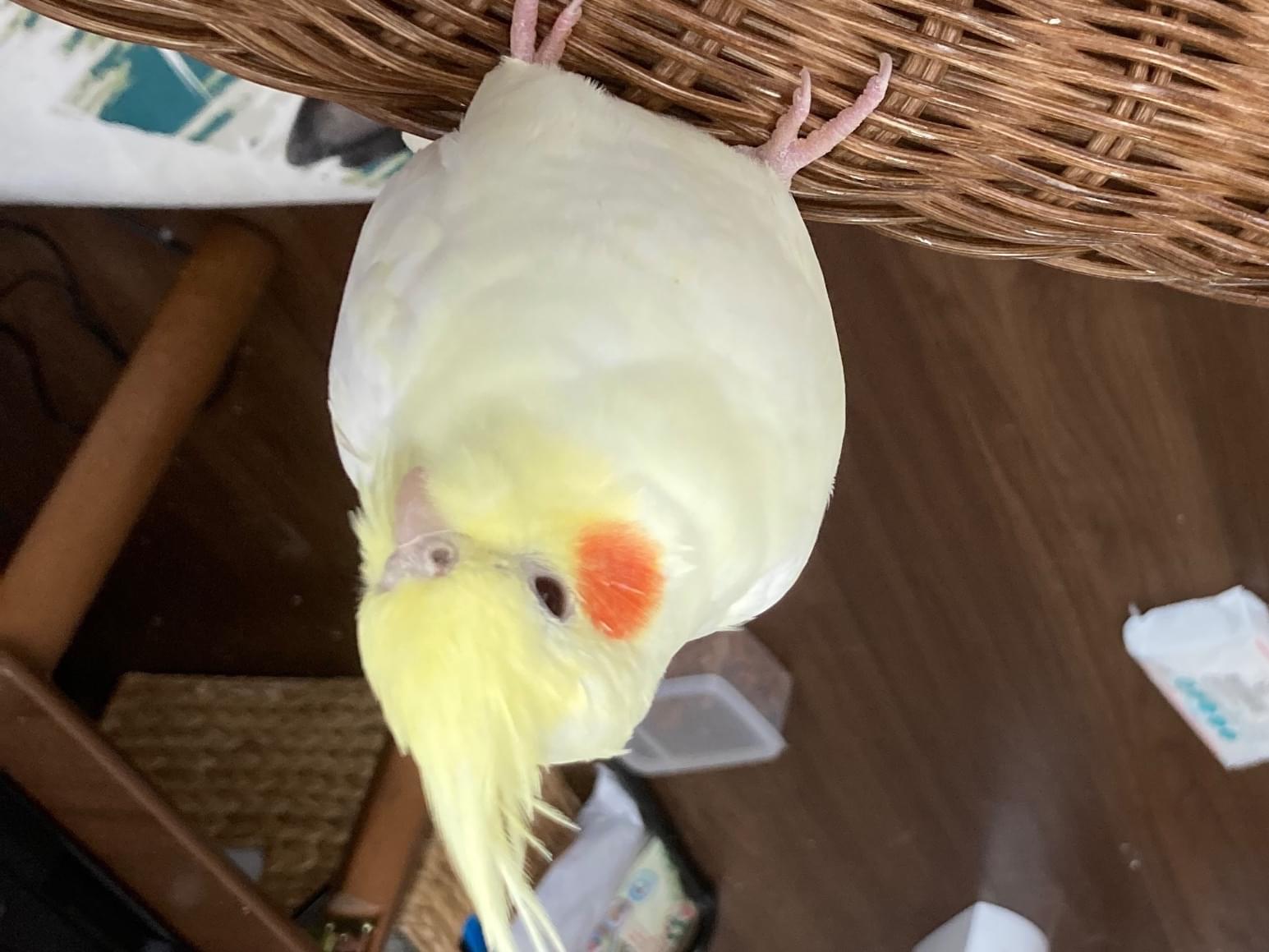 ベティちゃん ベティちゃん