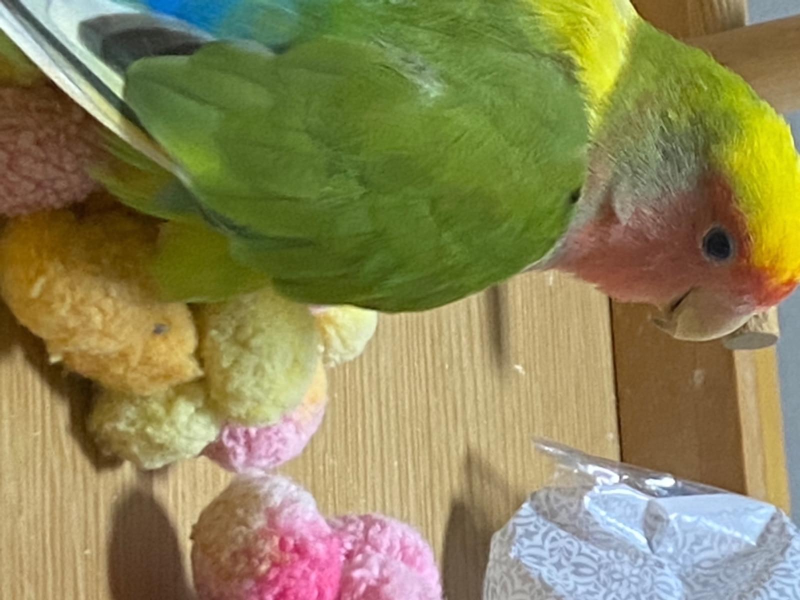 まるちゃん まるちゃん
