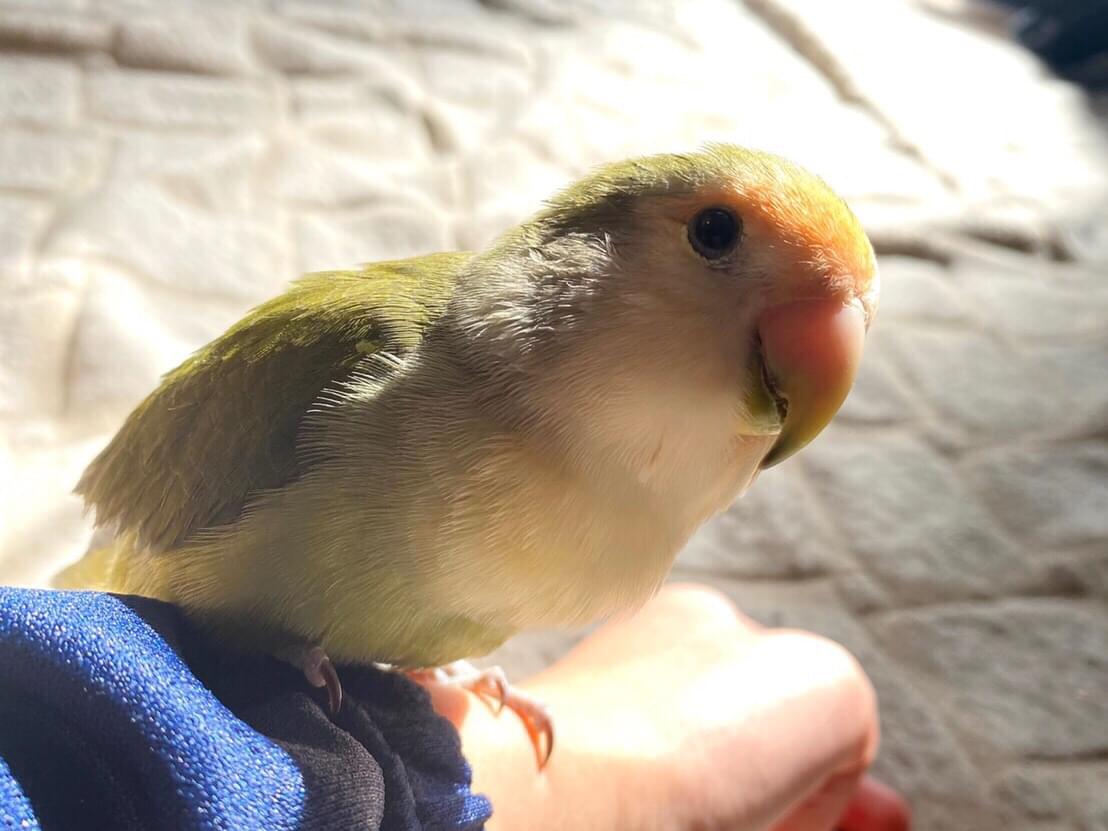 つくねちゃん つくねちゃん