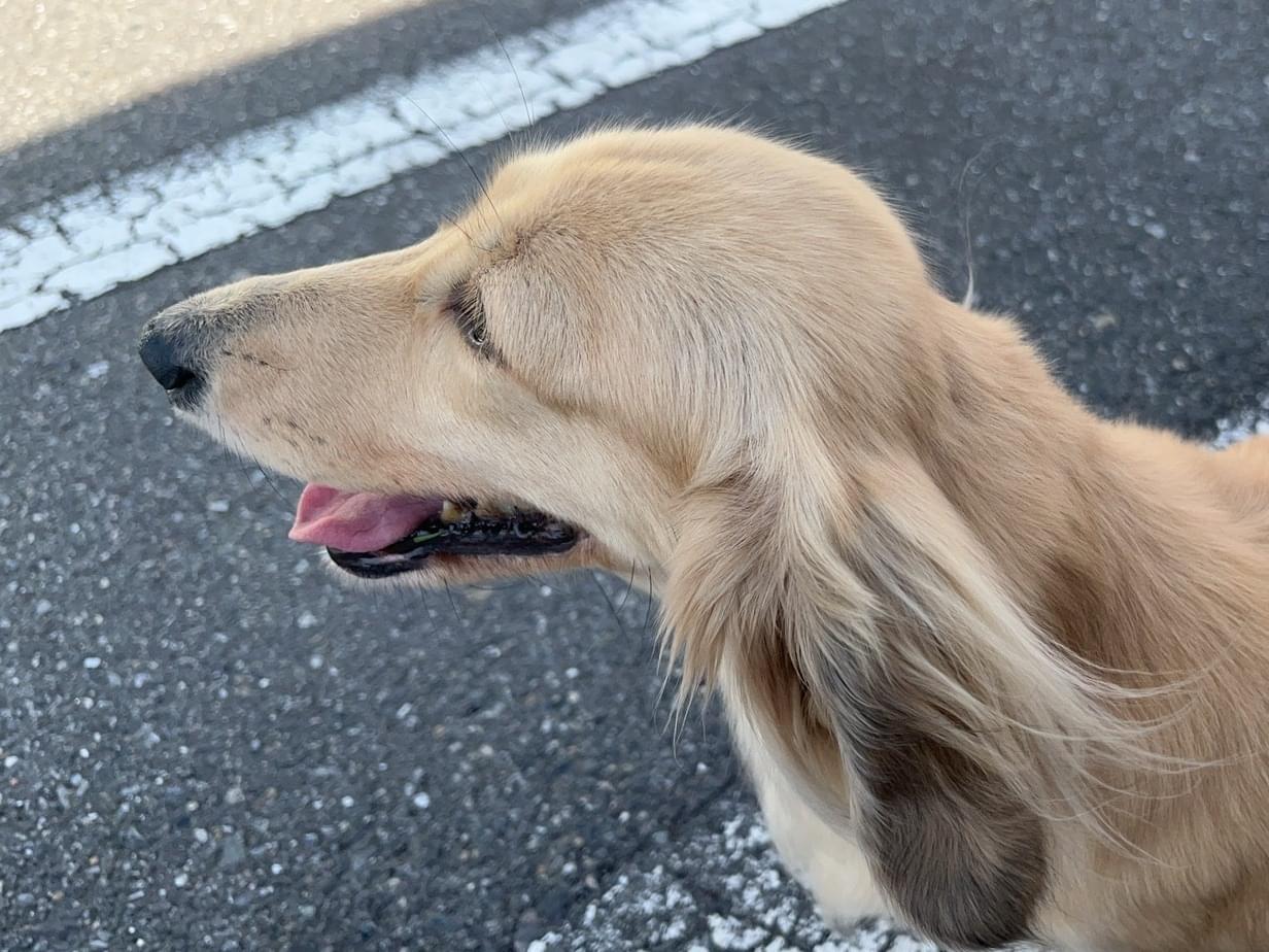 保護された犬