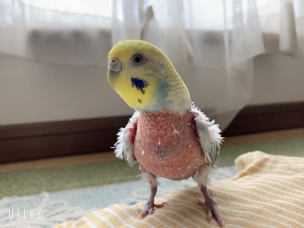 きいぽんちゃん きいぽんちゃん