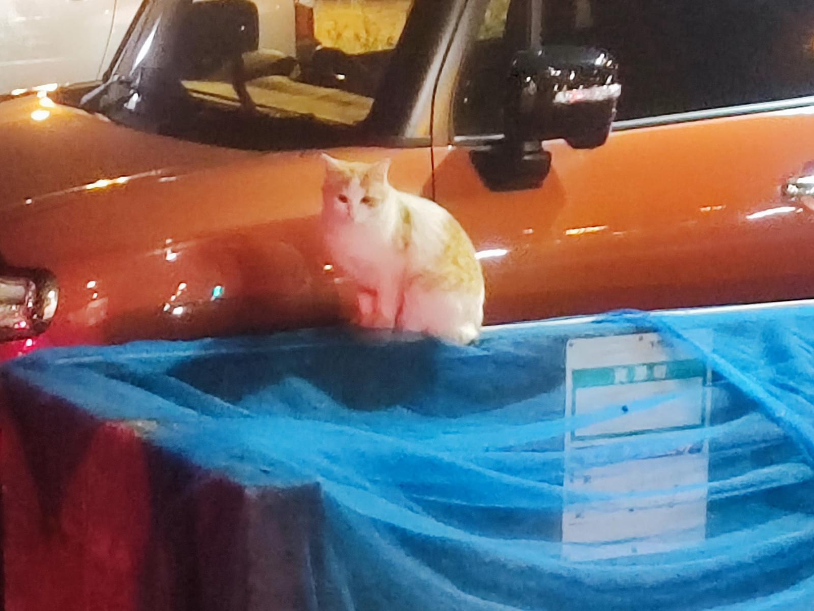 目撃された猫 目撃された猫
