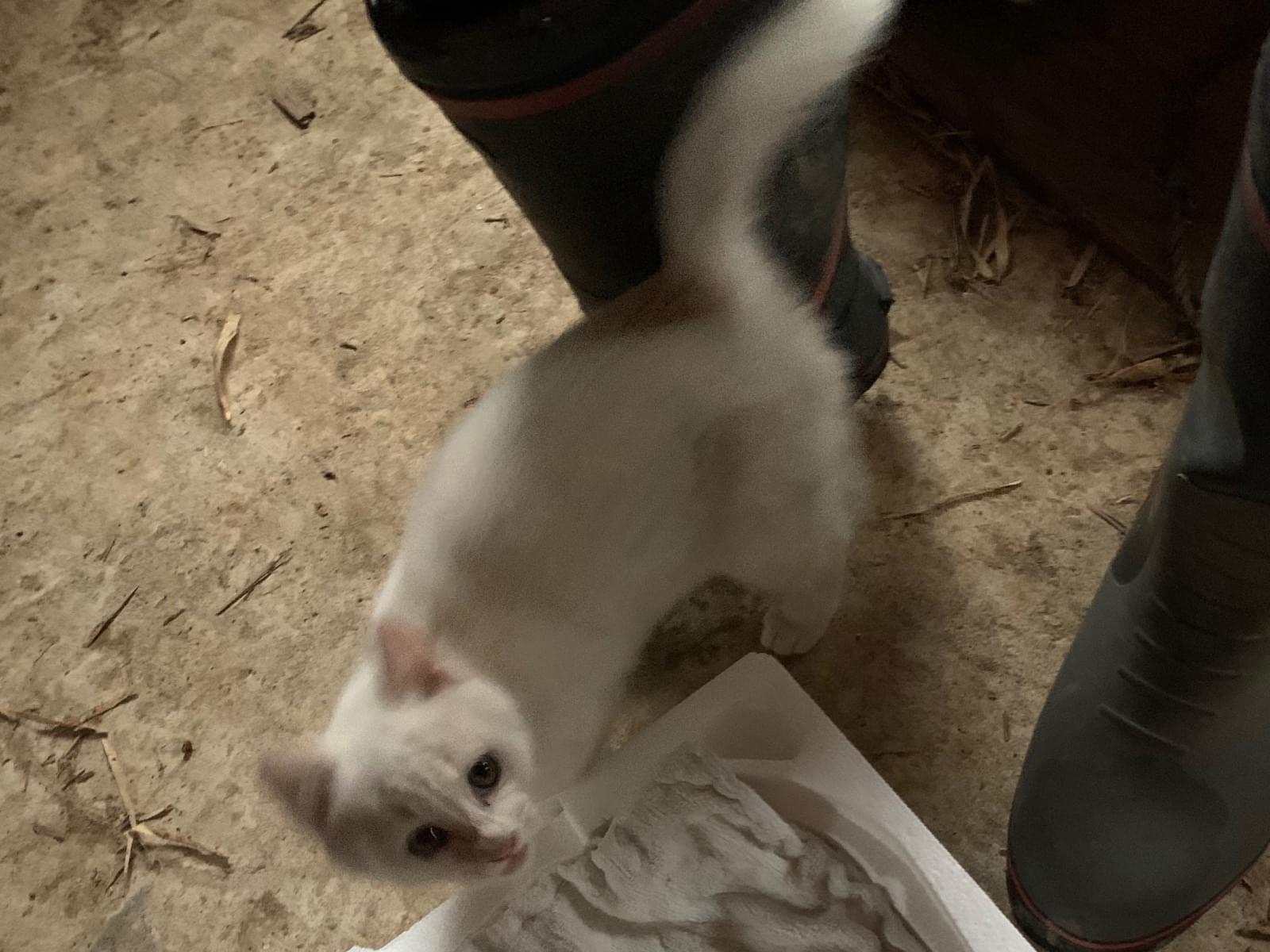 保護された猫 保護された猫