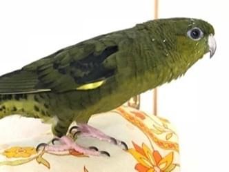 おいもちゃん おいもちゃん