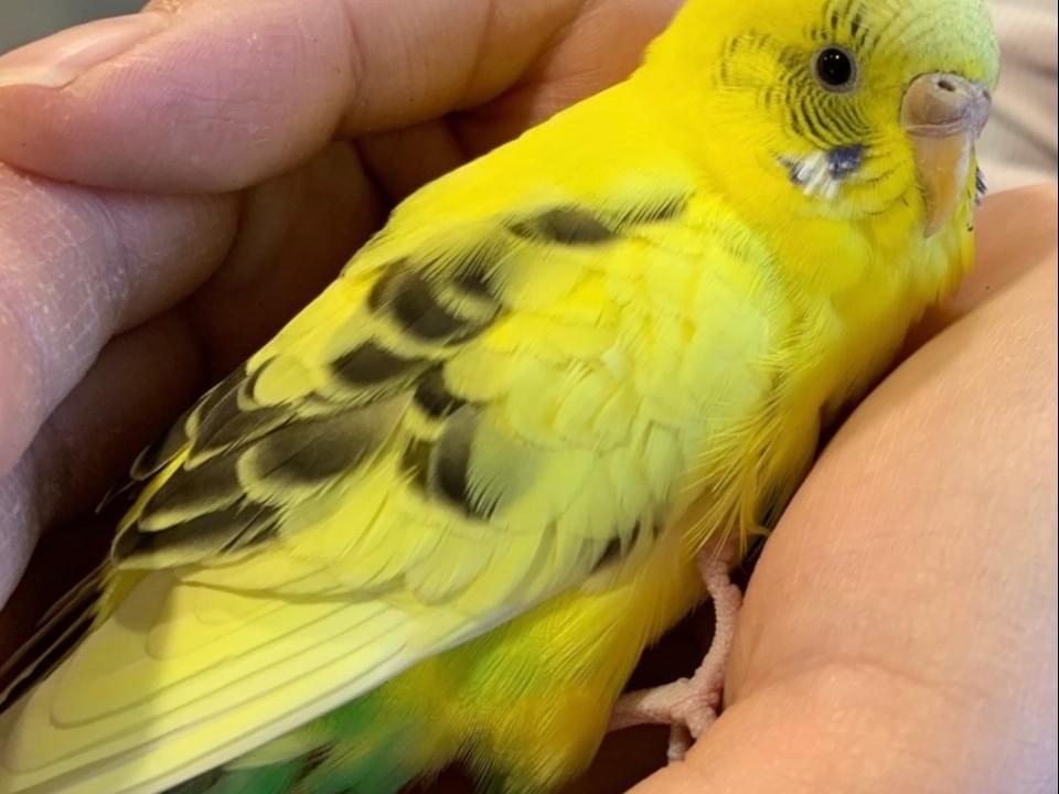 保護された鳥 保護された鳥