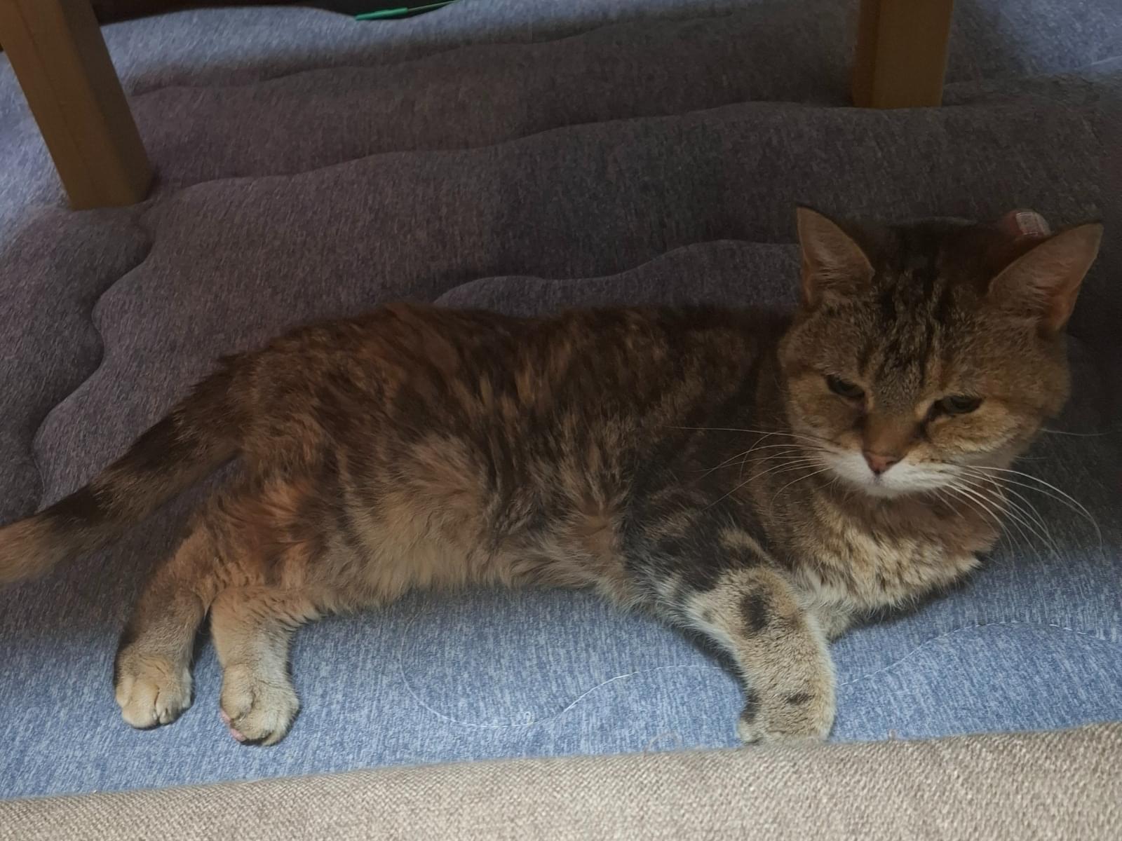 保護された猫