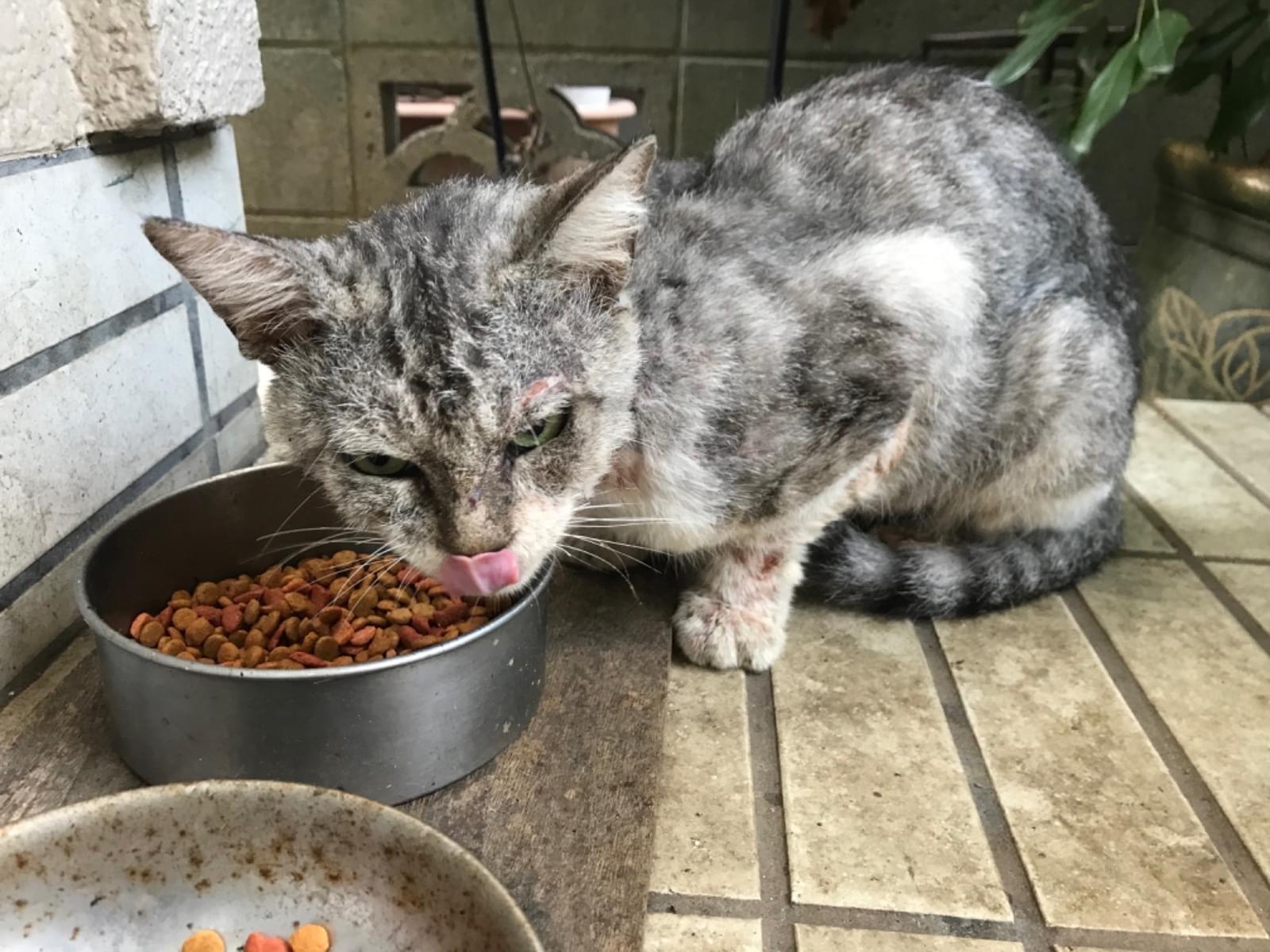 目撃された猫 目撃された猫